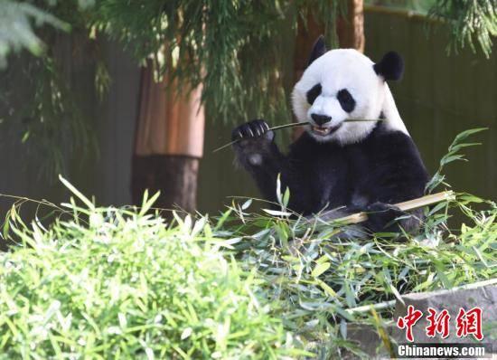 熊猫小奇迹吃瓜,熊猫小奇迹的甜蜜瓜果时光