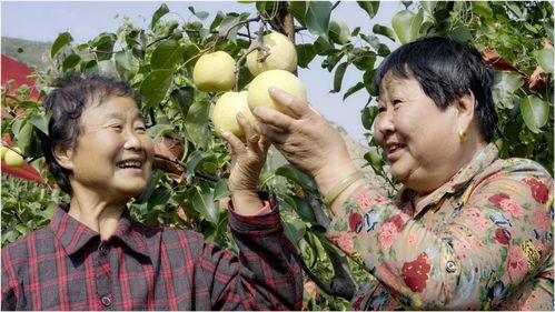 礼泉吃瓜最新事件爆料是真的吗,真相揭秘还是网络谣言？